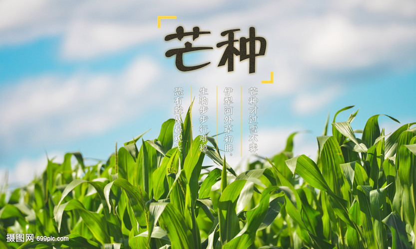 芒種時節繪豐年 創意海報點亮畜產品購銷新篇章